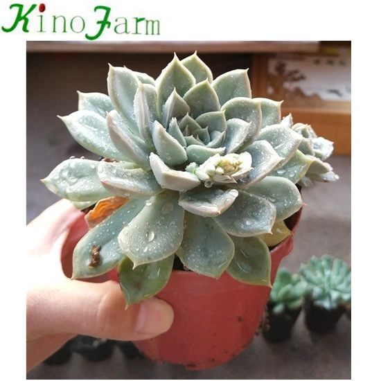 
Live Succulent Plant 