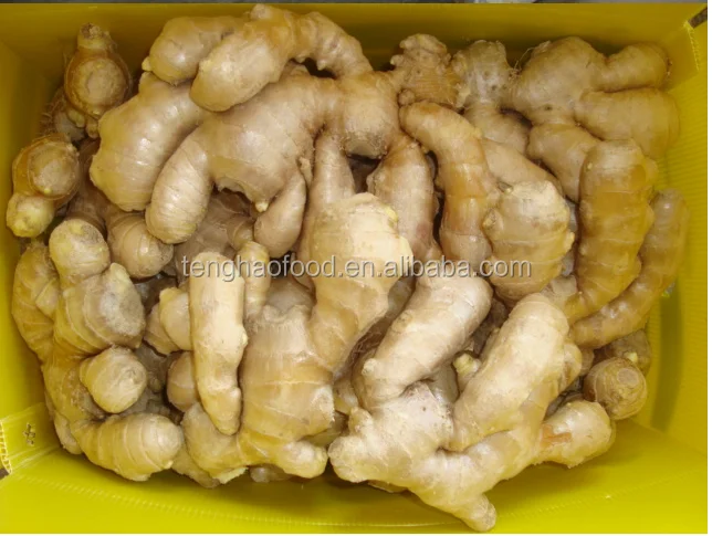 
manufacture offering New crop Chinese fresh ginger from China 