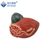 Male Urinary Bladder With The Prostate Gland Surrounding The Urethra Dissected Medially Model