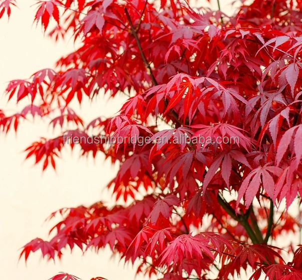 
Purple Japanese Maple tree(Acer palmatum cv.Atroparpureum) 