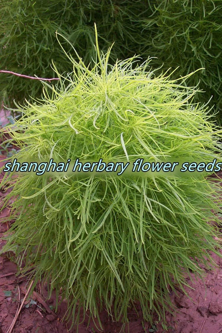 上海 Herbary 販売異なるタイプ植物の種子 コキア種子 Buy 薬用植物の種子 レア植物の種子 種子観賞植物 Product On Alibaba Com