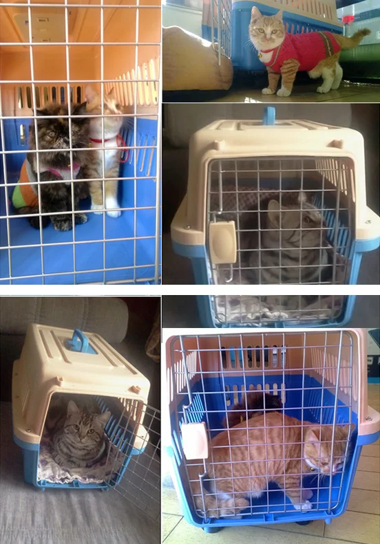 Pet Flight Transport Cage Dog Flight Box Buy Pet Flight Cage,Flight