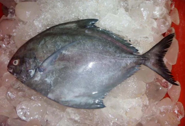 frozen white pomfret fish