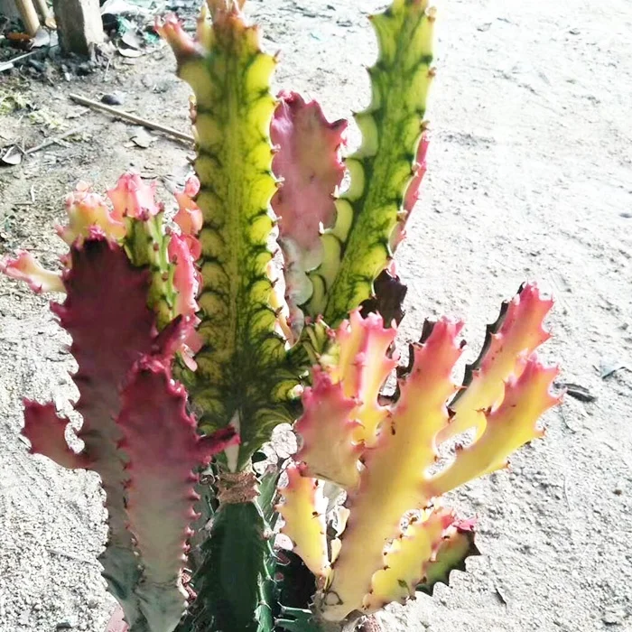 
Wholesale flower cactus nurseries succulent 