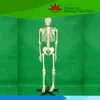 Made by ourself factory life size 170cm whole body bone skeleton model