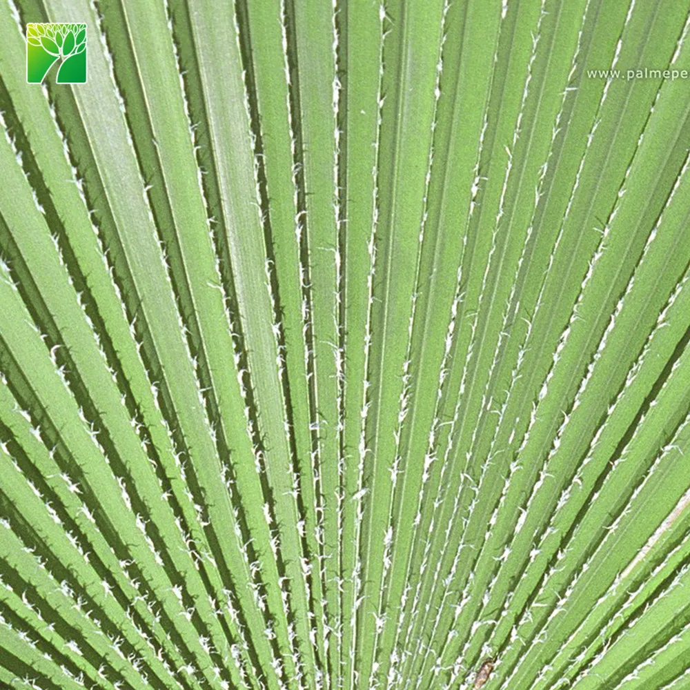 
Wholesale street ornamental evergreen palm tree plant nursery Trachycarpus martianus 