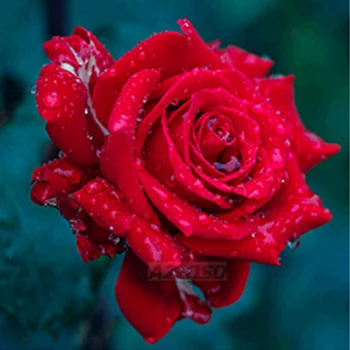 Nature Wall Paper Beautiful Pictures Of Flowers Pictures Red Rose