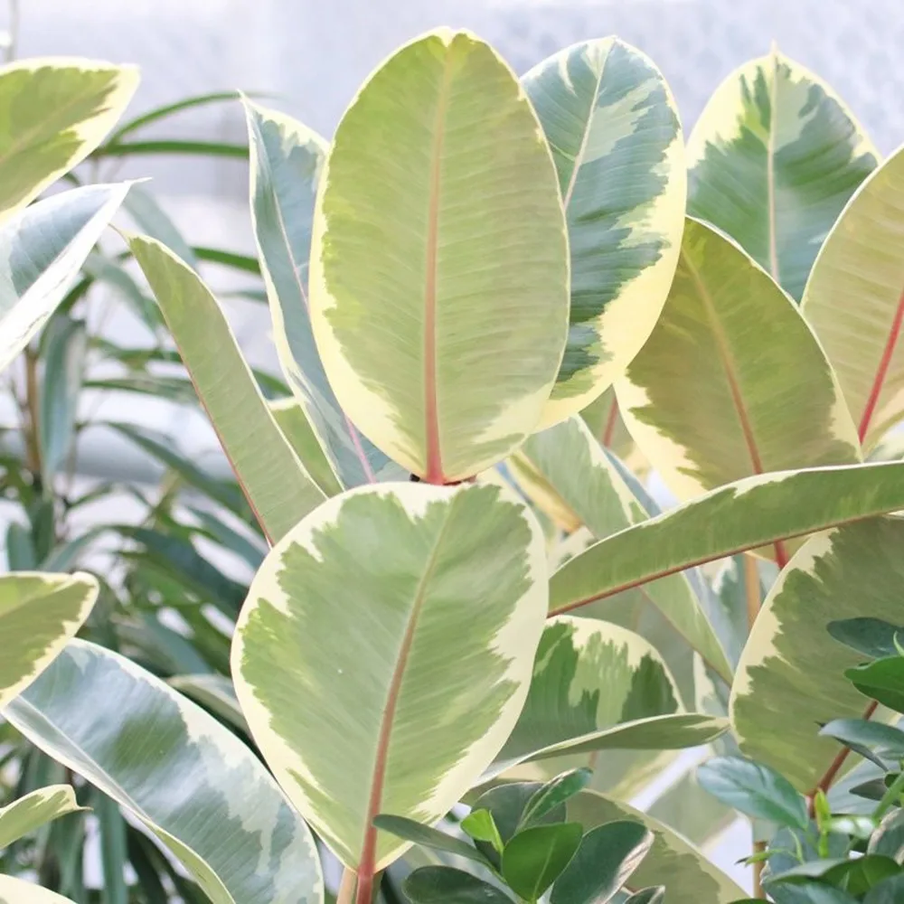 ornnamental 叶植物 ficus elastica - buy 观赏植物,叶子植物,胡fic