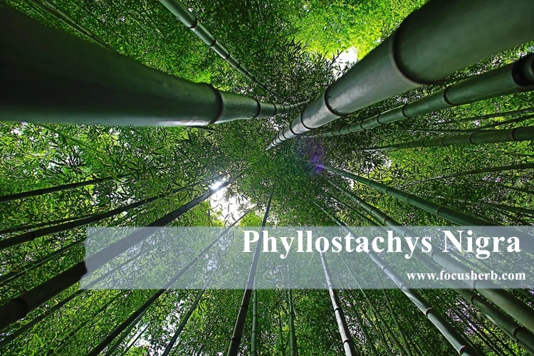 Bamboo Leaves Flavonoids