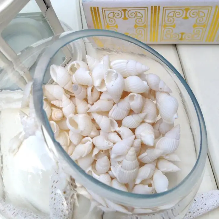 Wholesale Large Natural Craft Seashell In Bulk Buy Natural Seashell