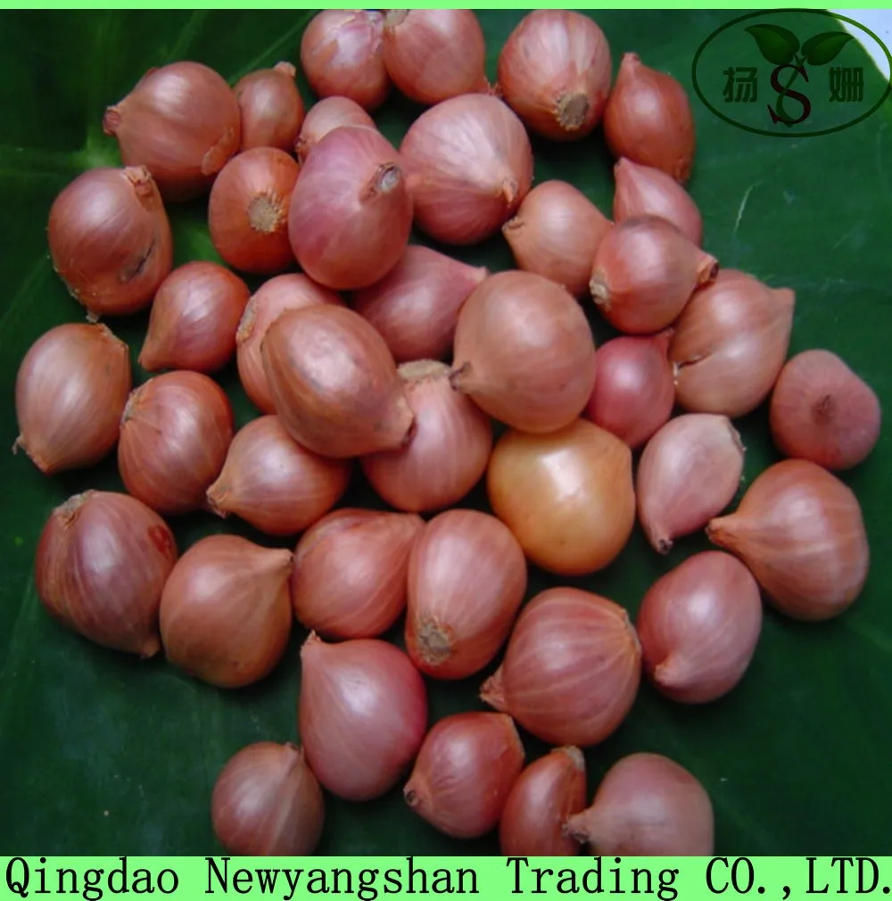 Red Shallot/onion Buy Red Shallot,Shallot Onions,Fresh Onions Product