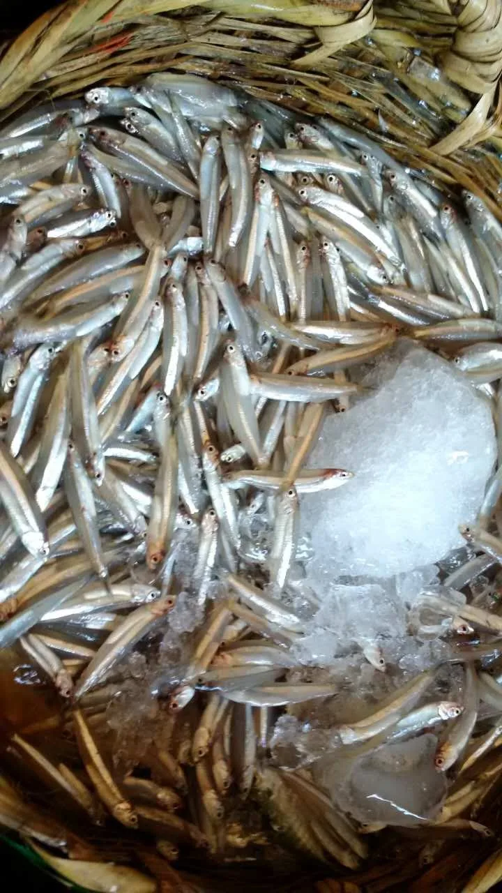 Frozen Fresh White Anchovy Fish Thailand Wholesale Buy Anchovy,Frozen Anchovy,Fresh Anchovy