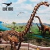 Outdoor exhibition life size artificial long neck dinosaur skeleton