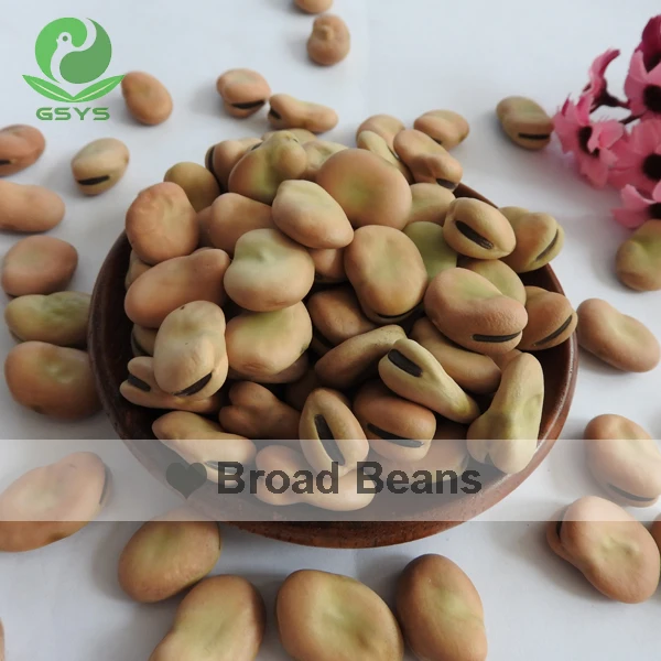 
Chinese broad beans Qinghai Origin english bean 