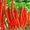 Fresh Lowest factory Price high oil thick fruit pulp Xian dried chili