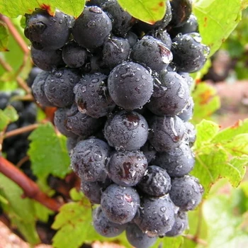 grape seedlings photos