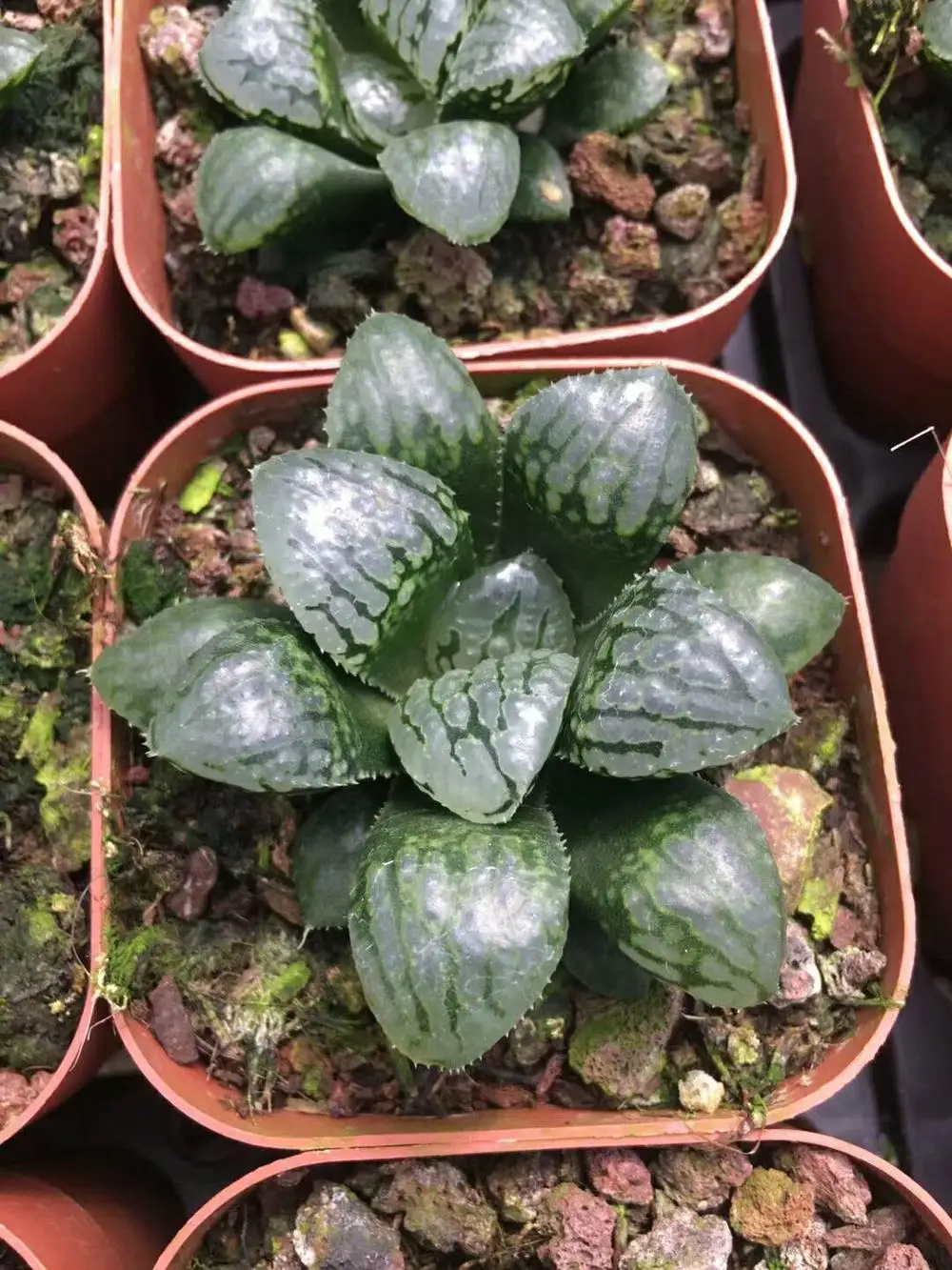 
Mini Succulent cactus Haworthia 