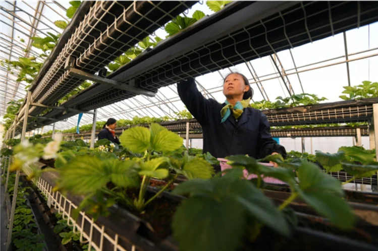 greenhouse control unit