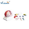 Life Size Cerebral Cortical Function Anatomical Brain Model for Medical Teaching