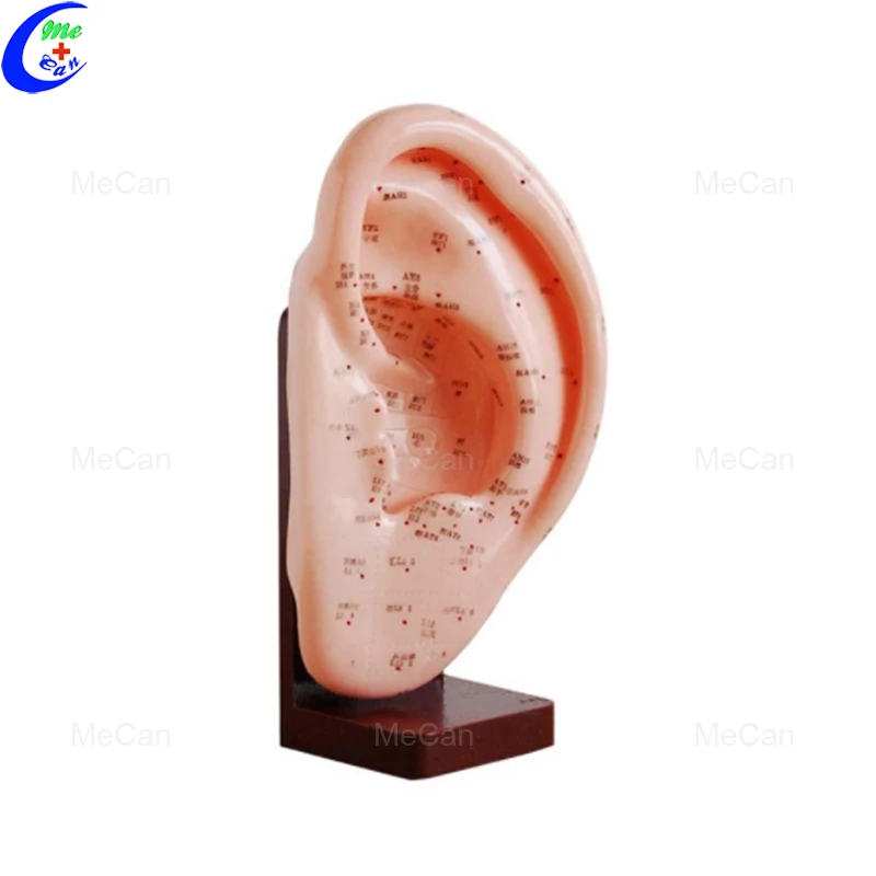 Ear Acupuncture Model