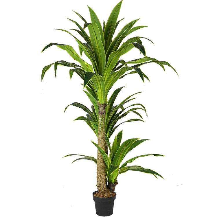 1.8m Cornstalk Dracaena 6 Feet Tree - Buy Dracaena Tree,6 Feet Dracaena ...