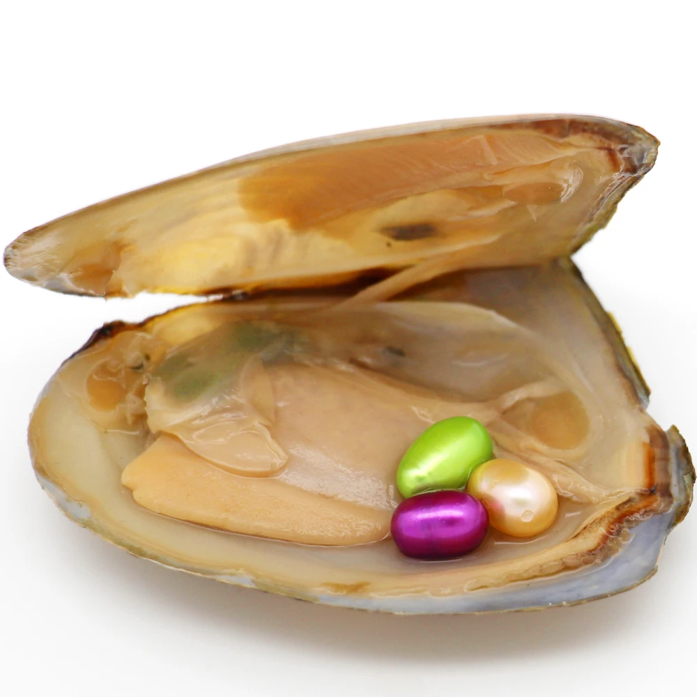 

vacuum packed freshwater oyster AAA grade 6-8mm 3 pcs pearl in the oyster (21 kinds of pearl color available)