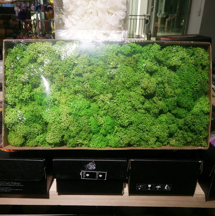wholesale indoor natural green decorative lichen