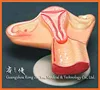 R110404 The Uterus of The Female Conception Process Medical Anatomy Model