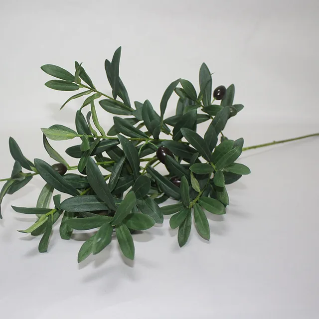 olive twigs图片