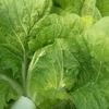 Touchhealthy supply Good heading ability,Higher vitamin A content hybrid cabbage seeds/chinese cabbage seeds