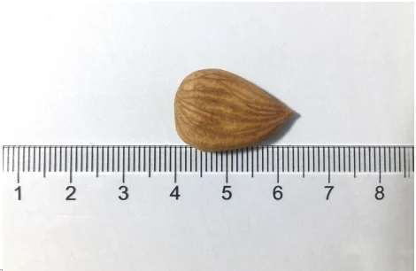 
Organic Apricot Kernels High in B17 and B15 