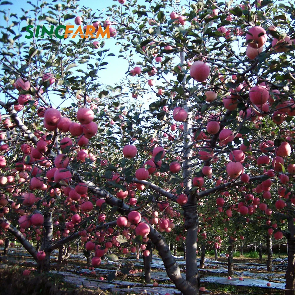 Fresh Pink Fuji Apples Buy Fresh Pink Lady Apples,China Fresh Apple