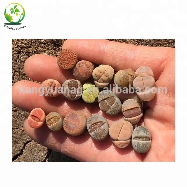 
Lithops 1-3cm for wholesale 