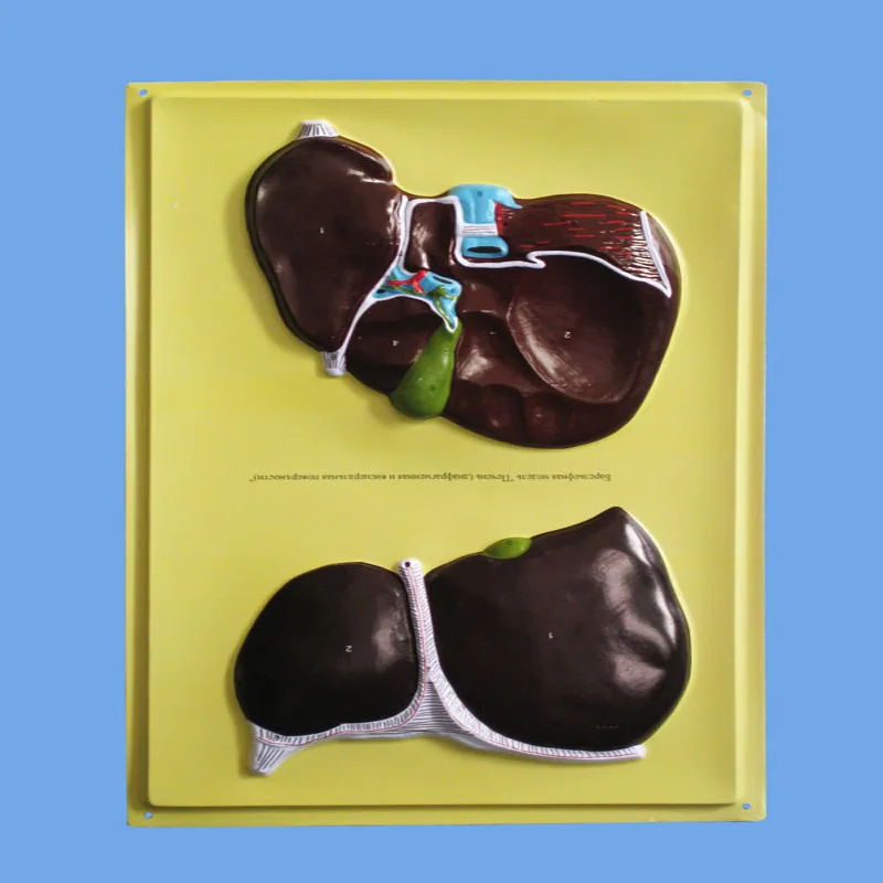 
Biology Teaching Aids Anatomical Bas Relief Model of Human Liver 