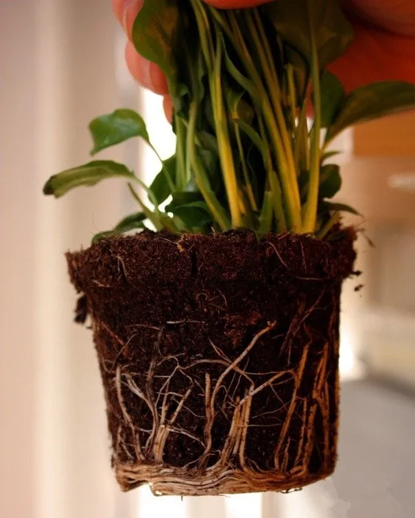 high quality hormone indole seradix rooting hormone powder iba