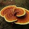 Organic Ganoderma Lucidum (reishi mushroom )Shell-Broken Spore Powder from national ecological environment of first county