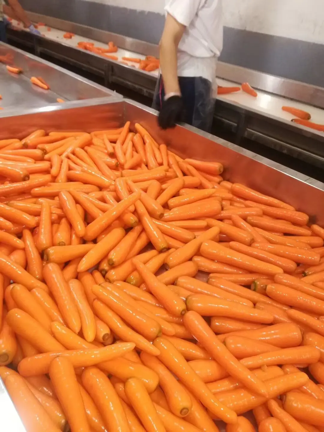 80150gm/150200gm New Fresh Carrot/gulf Market Buy Bulk Carrot,Fresh