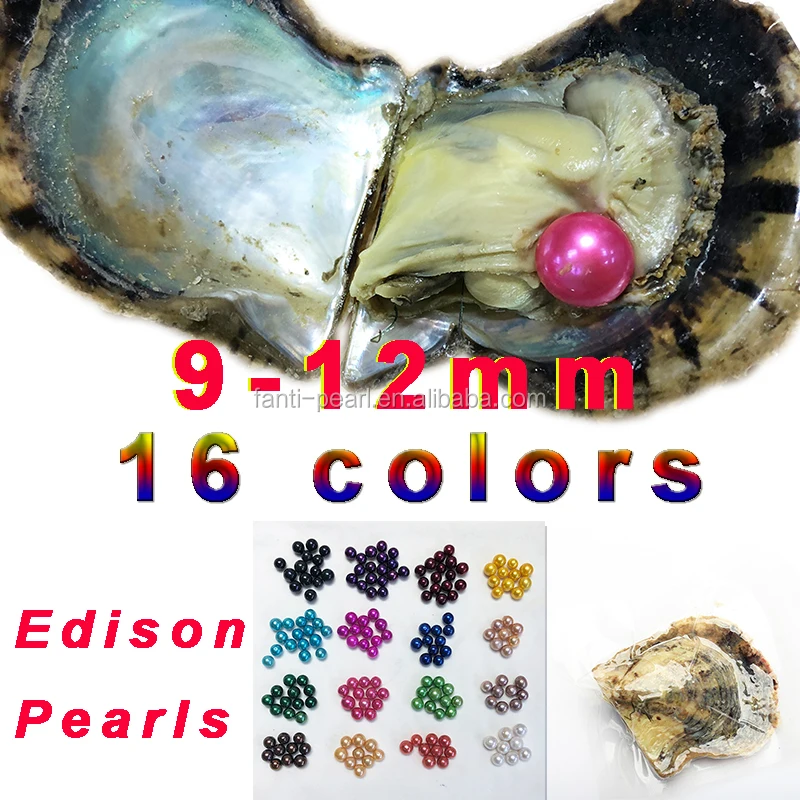 

fantipearl giant 9-12mm Colored Edison big large shell round AA+ grade pearls in oyster with vacuum packing