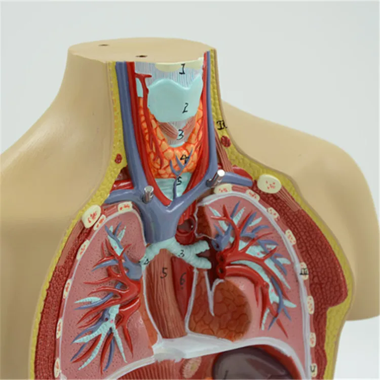 Featured image of post Anatomy Human Torso Model Labeled Organs The basic parts of the human body are the head neck torso arms and legs
