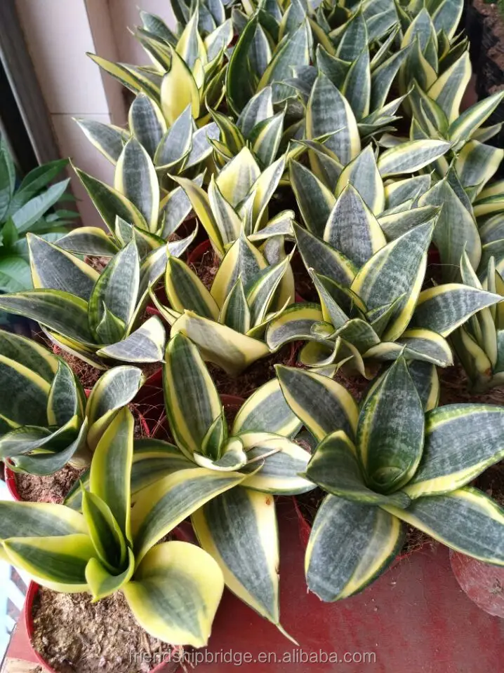 sansevieria hahnii (1).jpg