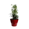 Modern Style Brand New Small Plastic Pot For Plant With High Quality-BH-OC1009