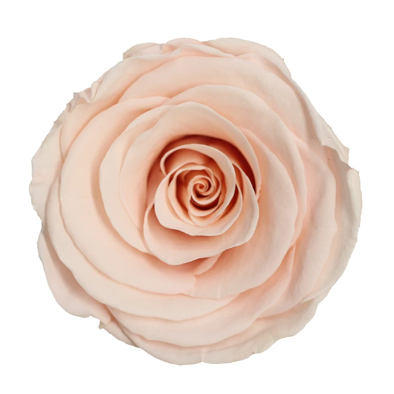 Wholesale A Grade 6 7 Cm Champagne Colored Preserved Infinity Roses Flower For Preserved Roses Box Buy Champagne Colored Preserved Roses Preserved Roses Flower Preserved Roses Box Product On Alibaba Com