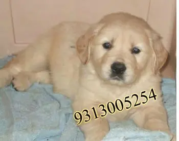 Anak Anjing Golden Retriever Untuk Dijual Buy Rumah Pengiriman