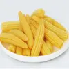 Canned Sweet Young Corn Cut