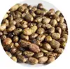 Ricinus Communis seeds Palma Christi, Ricin, Wonder Tree, Krapata, Djarak, Reer