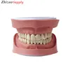 Standard K Study Model (28pcs,SoftWithout Screw)