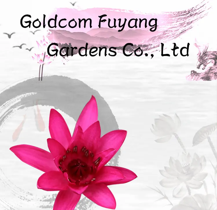 Goldcom Lovable Dwarf Plants Own Plant Nursery Waterlily Bulb Goldcom Lovable Dwarf Plants Own Plant