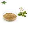 pure natural herbal radix rehmannia p.e. extract benefits