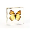 Factory price Insect Resin Butterfly Specimen Science Teaching Resources Gift Paperweight toys Collection for sales