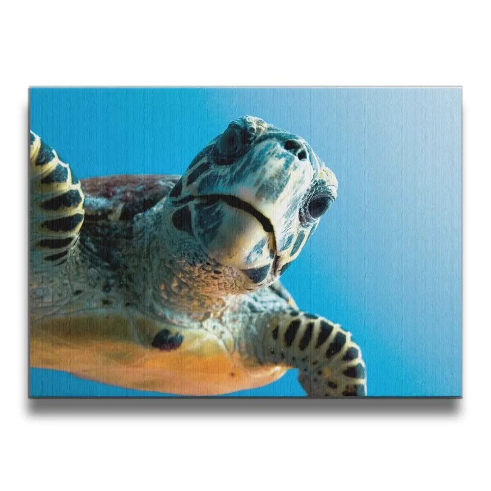 Cheap Sea Turtles Paintings Find Sea Turtles Paintings